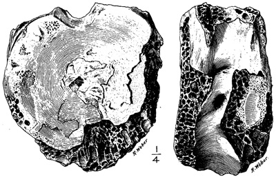 Manospondylus vertebra