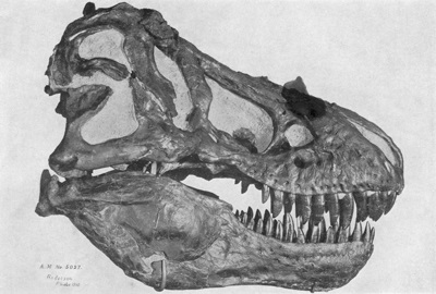 Tyrannosaurus Rex skull